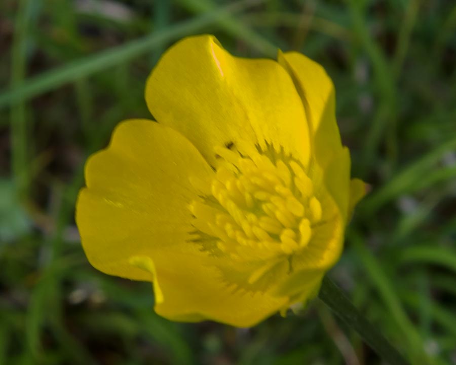 Ranunculus repens / Ranuncolo strisciante